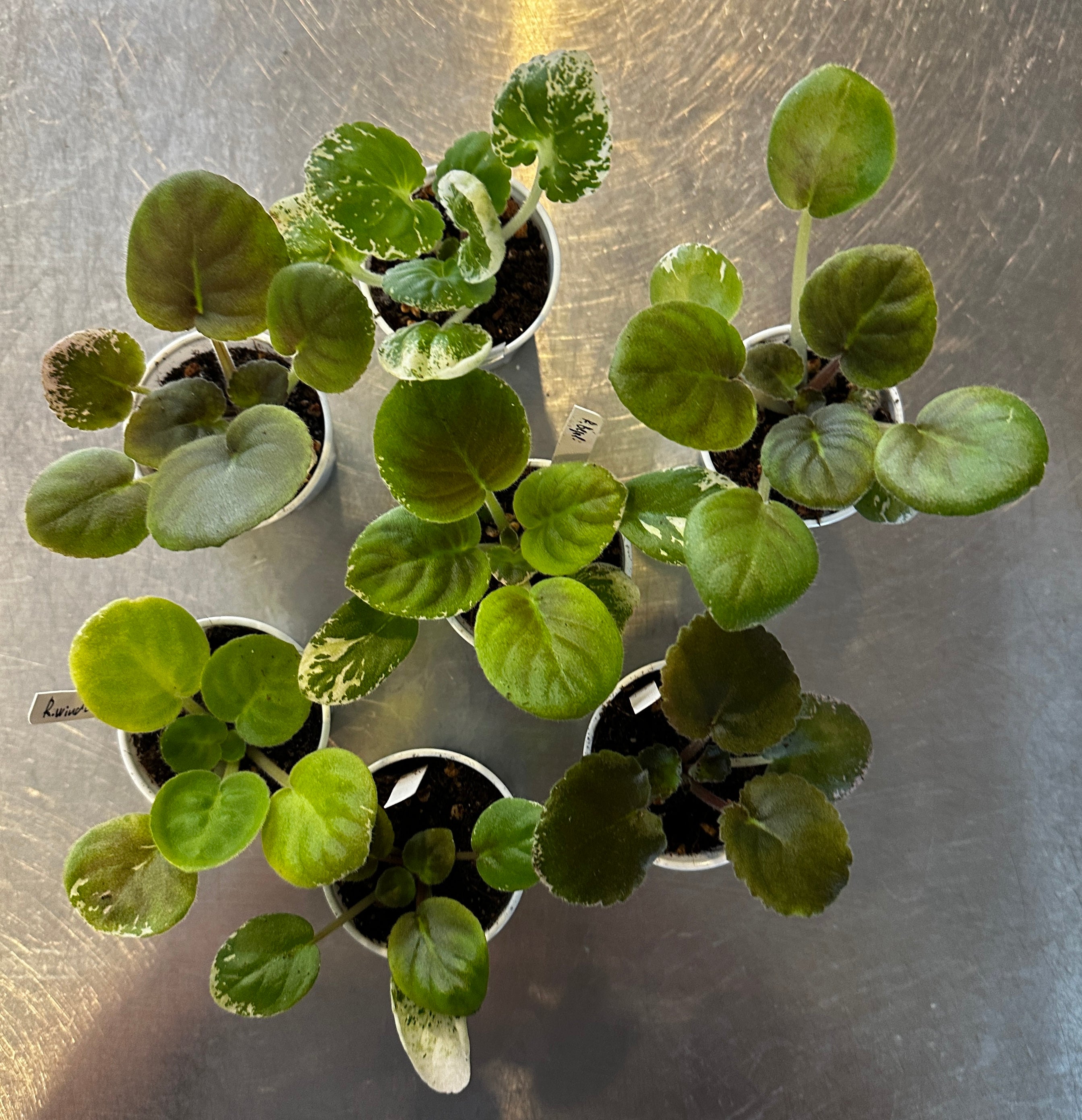 Rivermist Violets Collection