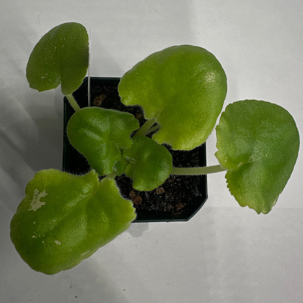 LE-Green Rose (E. Lebetskaya)