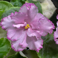 Elizabeth (B. Bryant)