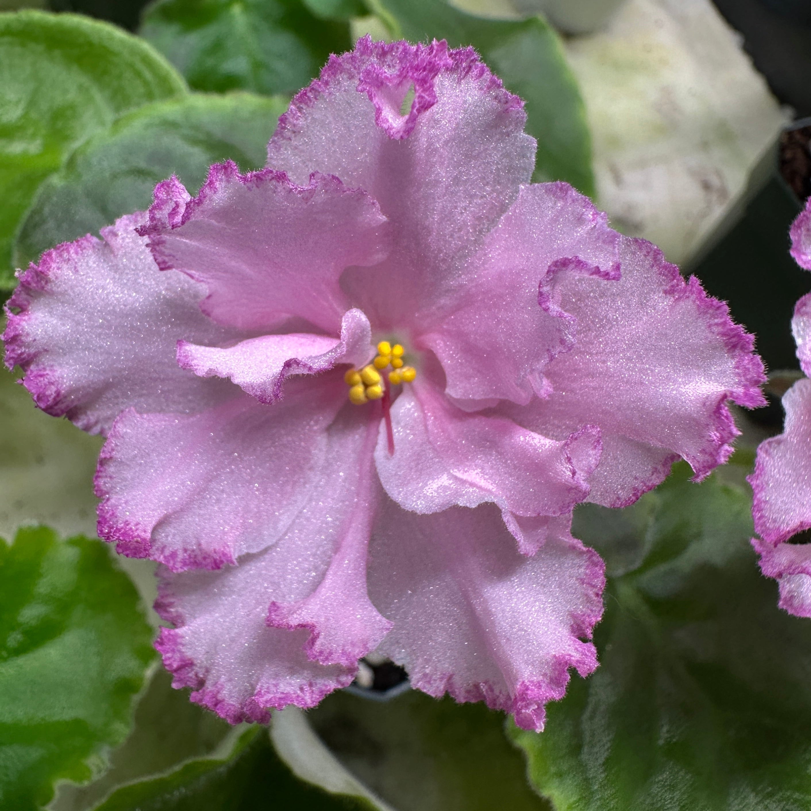 Elizabeth (B. Bryant)
