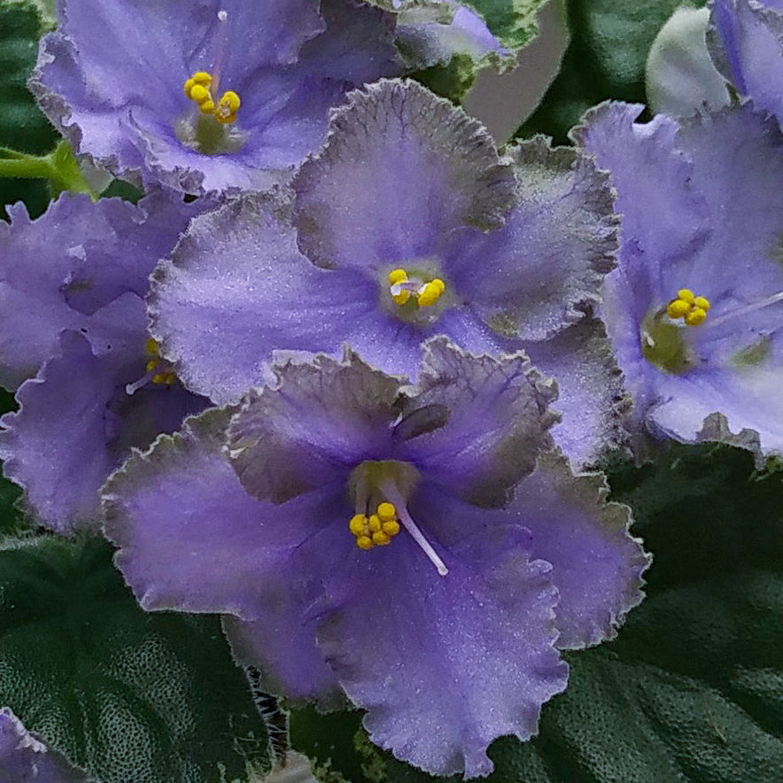 LE-Anechka/LE-Anna (E. Lebetskaya)