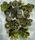 Rivermist Collection