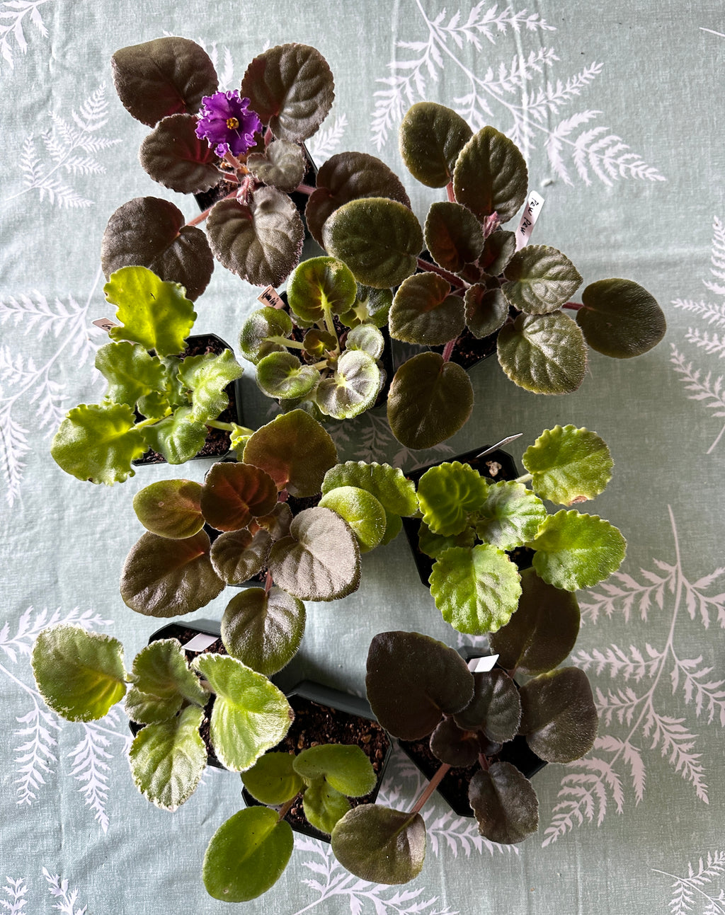 Standard Violet Collection