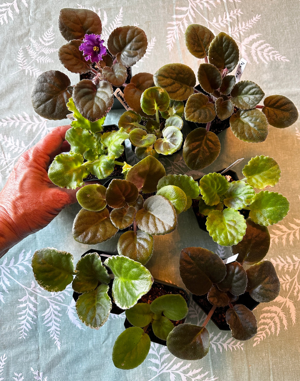 Standard Violet Collection