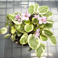 Pearl Delight/Zhemchuzhniy Vostorg (D. Glusahkova)