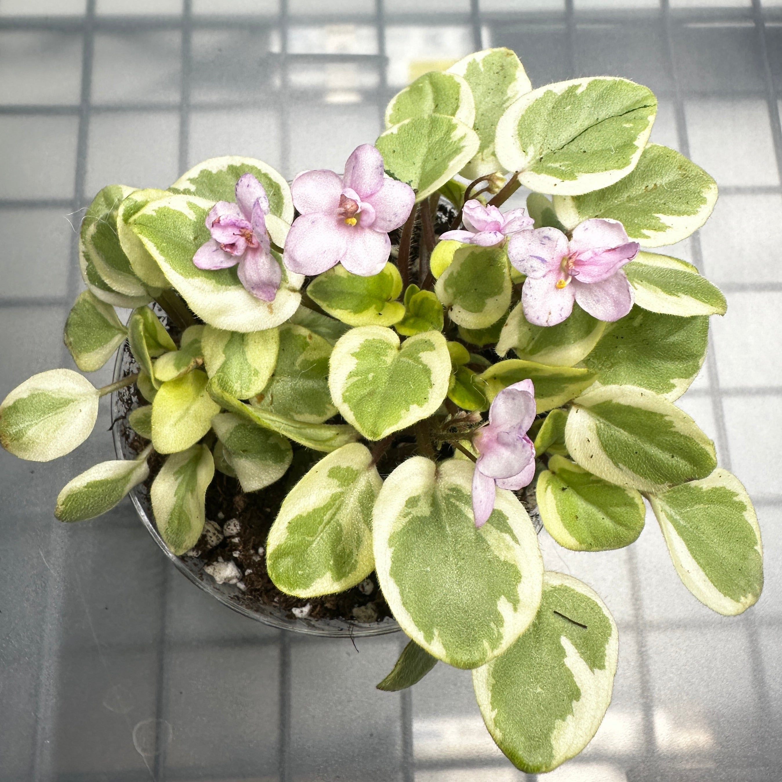 Pearl Delight/Zhemchuzhniy Vostorg (D. Glusahkova)