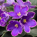 DS-Izyum/DS-Raisin (Dimetris)