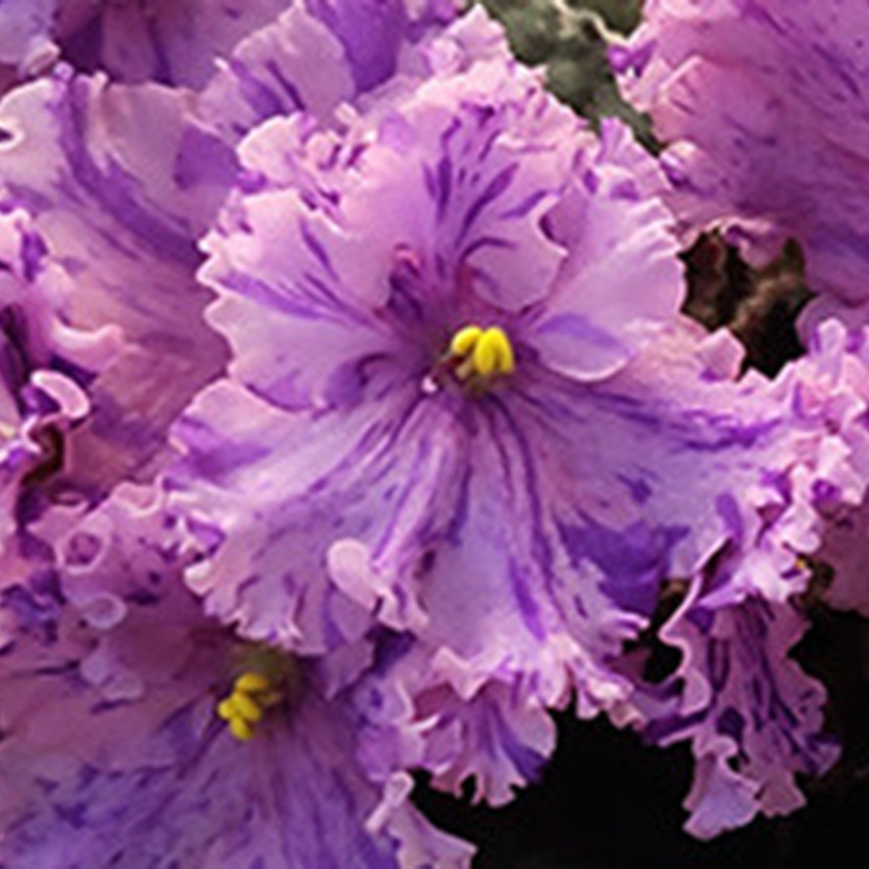 K's Fiesta Lady (K. Hajner)