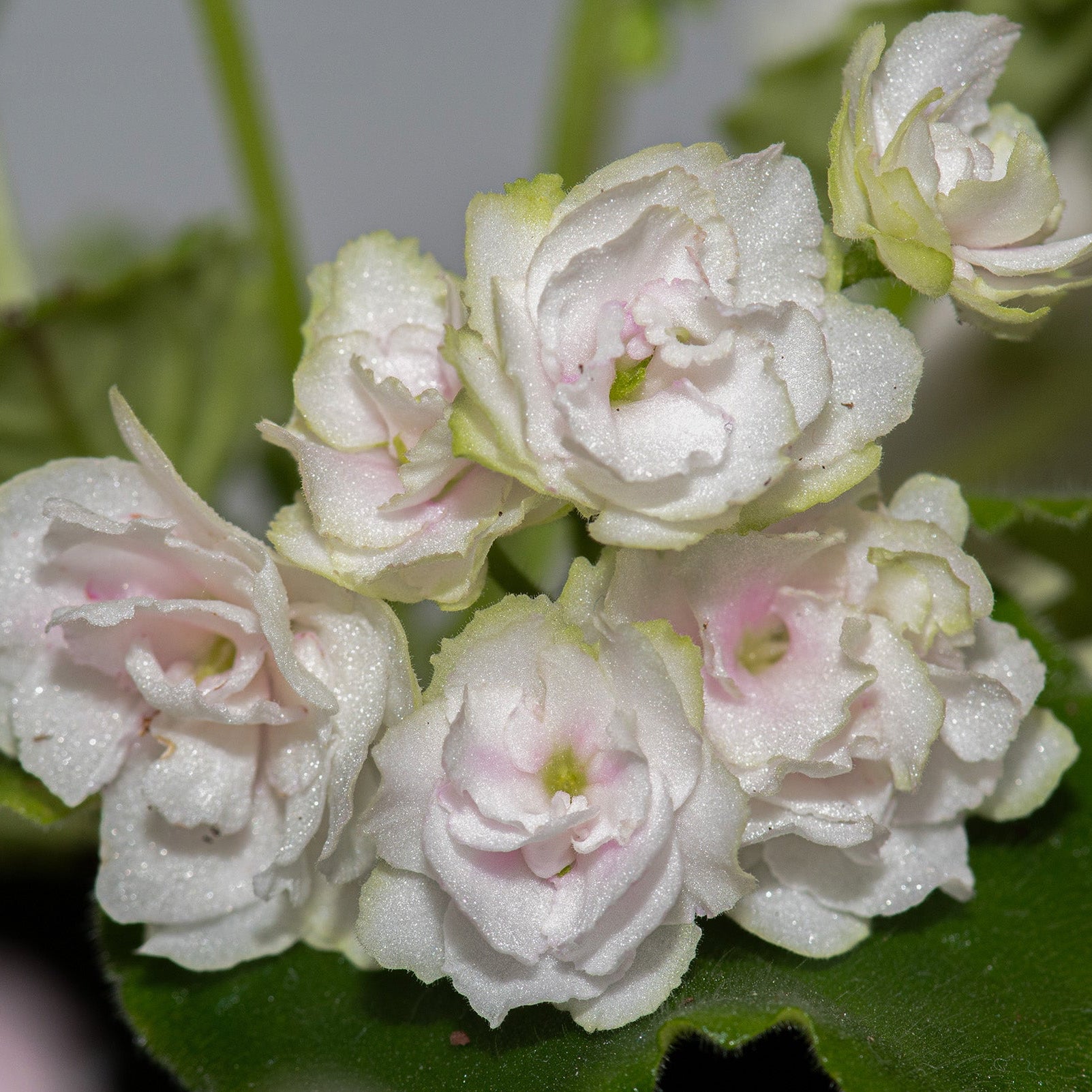 Kentucky Gooseberries (D. Rollins)