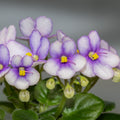 Optimara Little Trio (Optimara/M. Holtkamp)