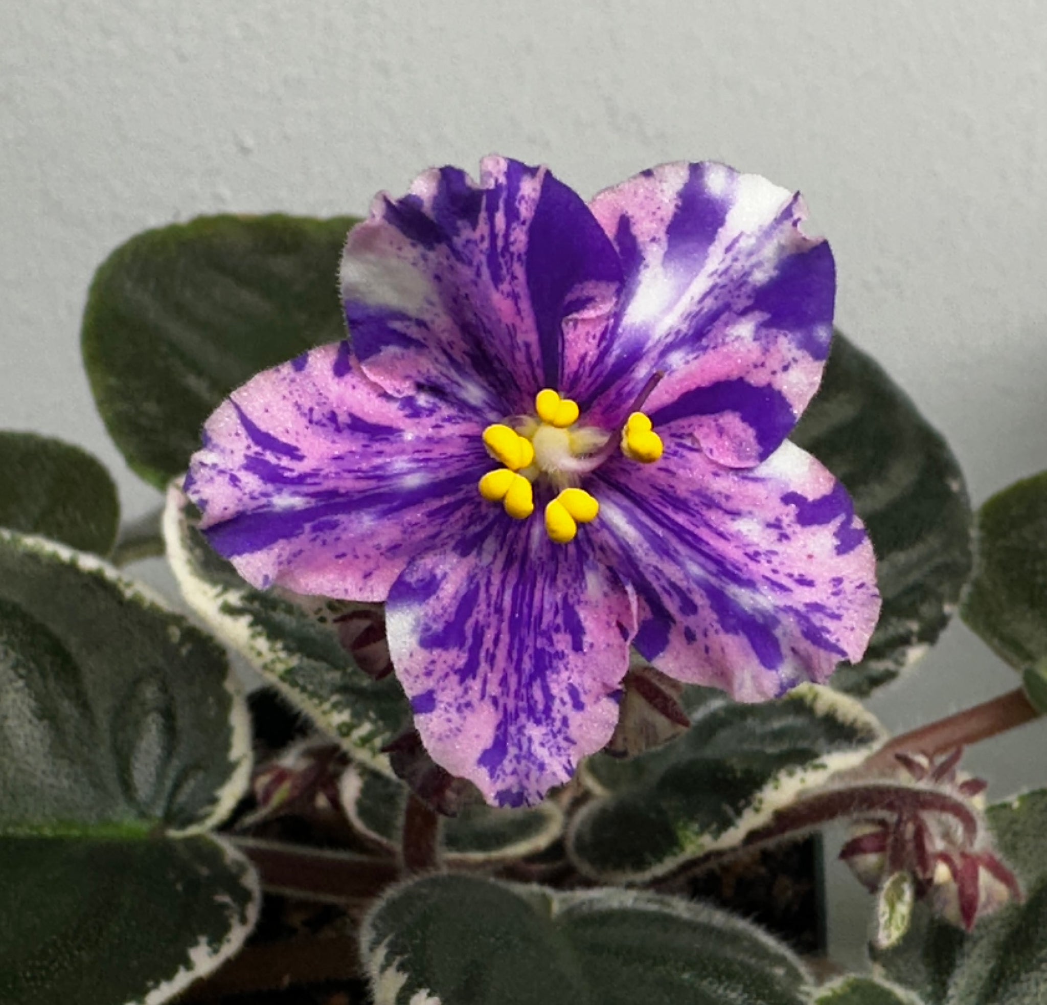 Rivermist Heartbreaker (J. Baker)