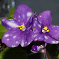 Rivermist Zephyr (J. Baker)