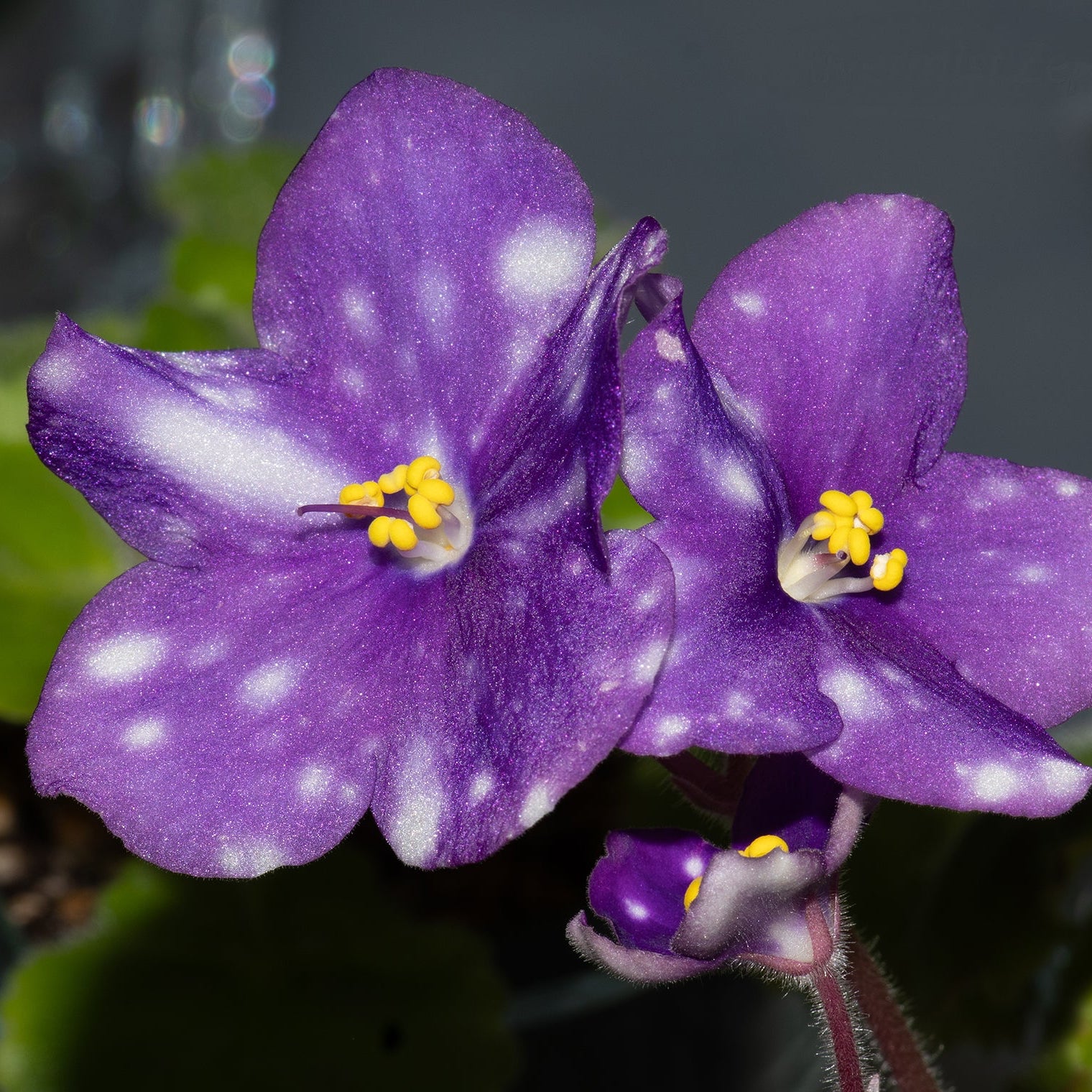 Rivermist Zephyr (J. Baker)