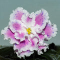 LE-Sulamith (E. Lebetskaya)