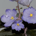 LE-Valeria blue sport (E. Lebetskaya)