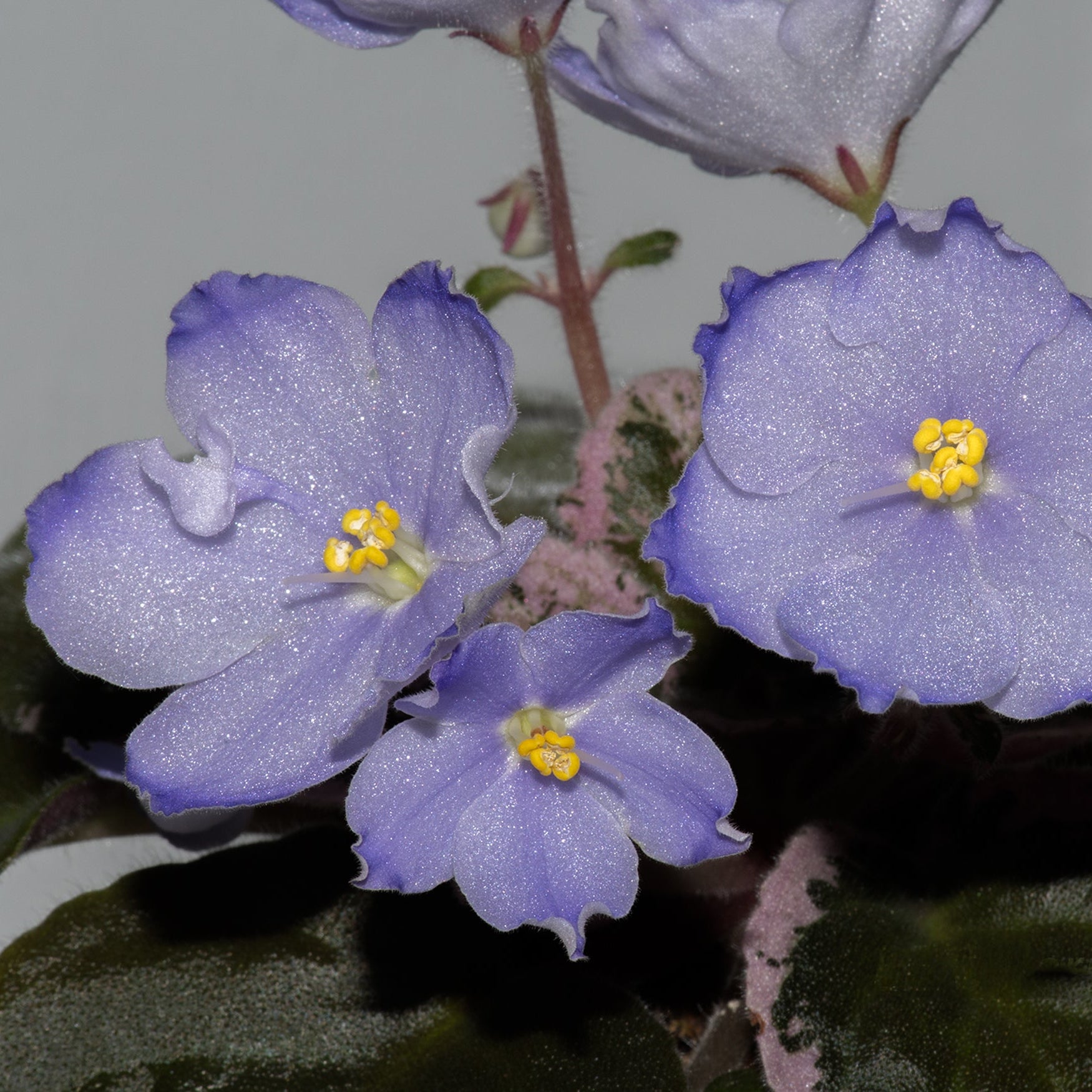 LE-Valeria blue sport (E. Lebetskaya)
