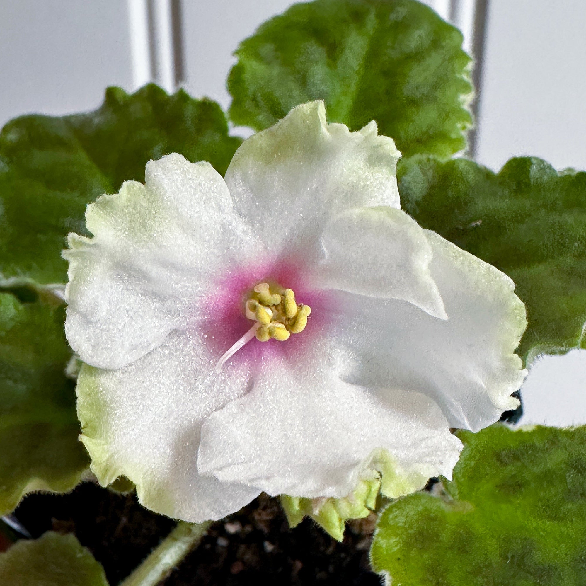 LE-Agnia (E. Lebetskaya)