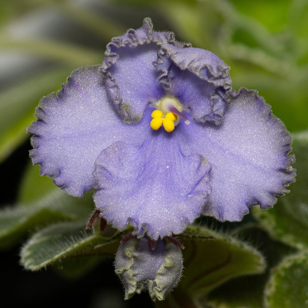 LE-Anechka/LE-Anna (E. Lebetskaya)