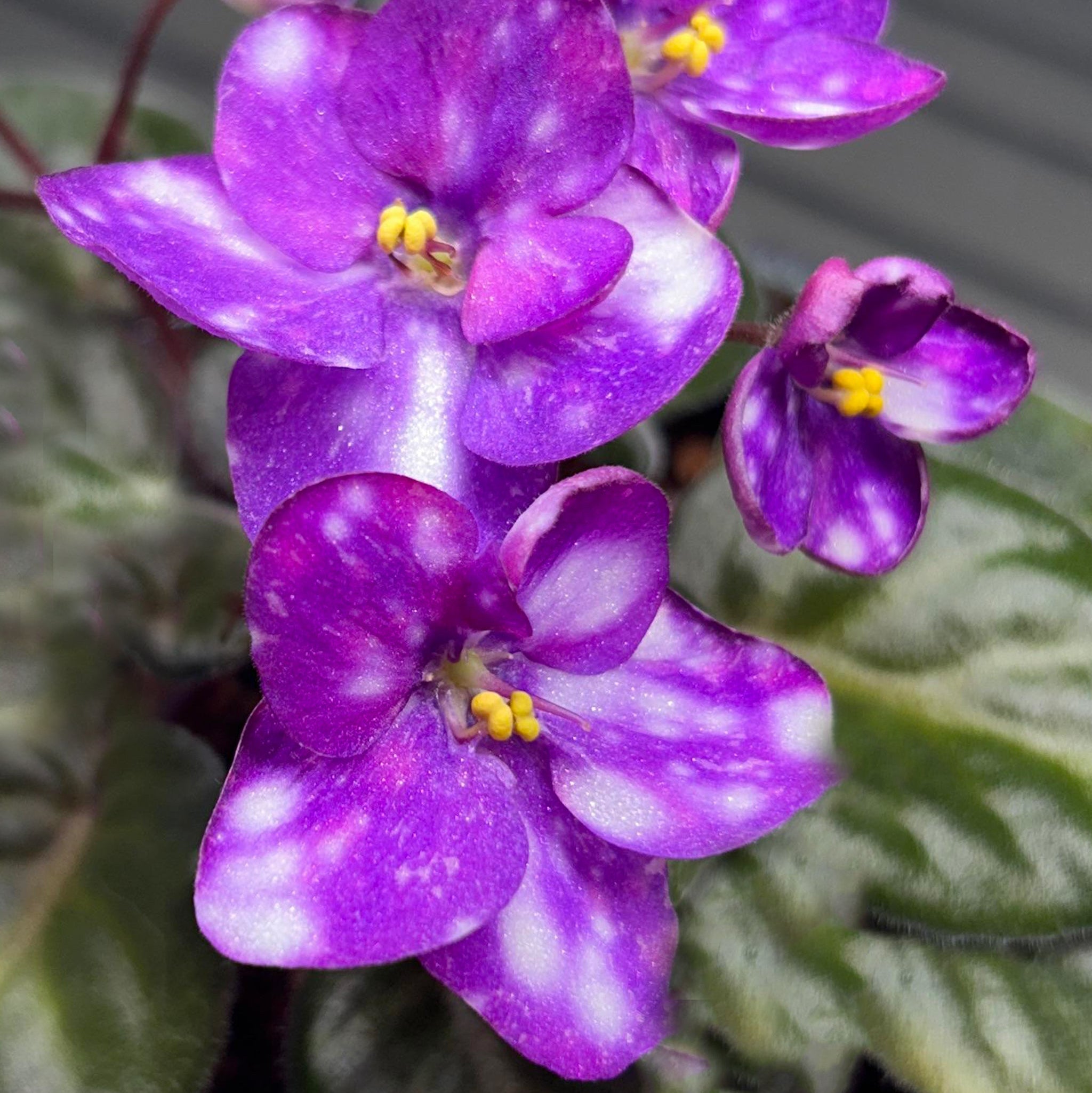 Heintz’s Aurora Australis (H. Dornbusch)