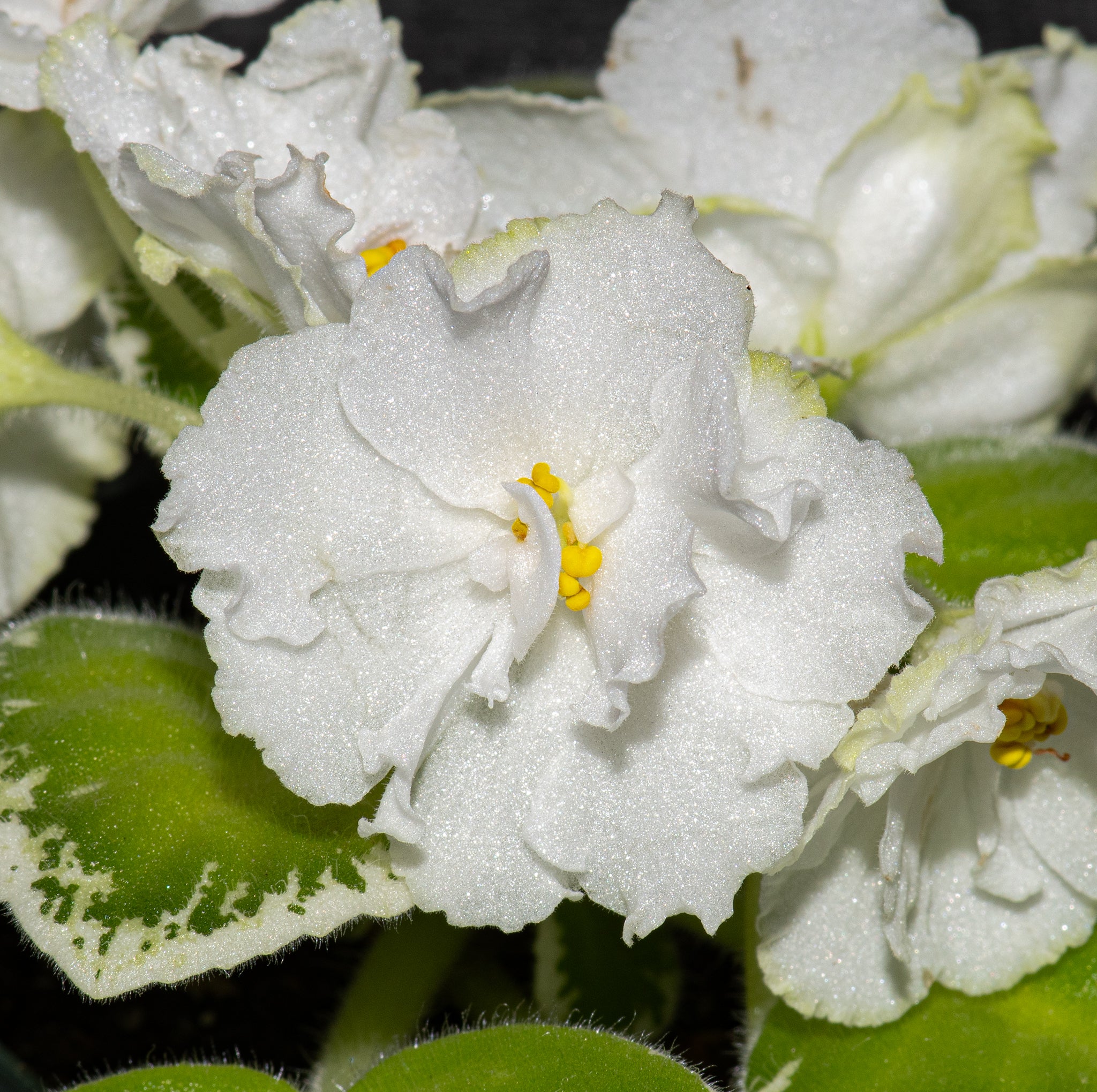 LE- Beriloviy Iney/LE-Beryl Frost (E. Lebetskaya)