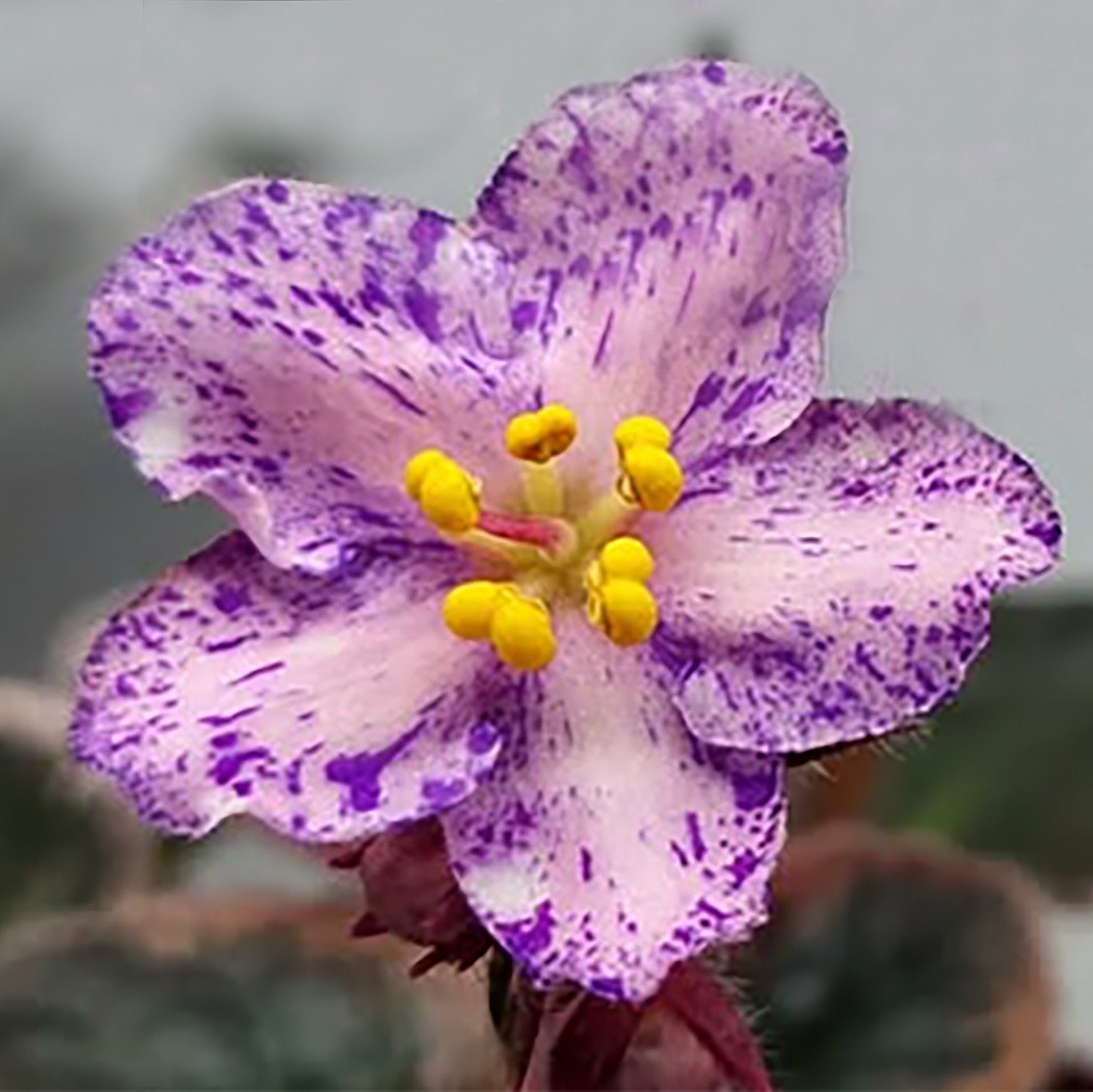 Rivermist Chaos (J. Baker)