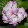 Tsvetochnaya Feya / “LE-Flower (E.Lebetskaya)