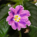 DS-Pinka (Dimetris)