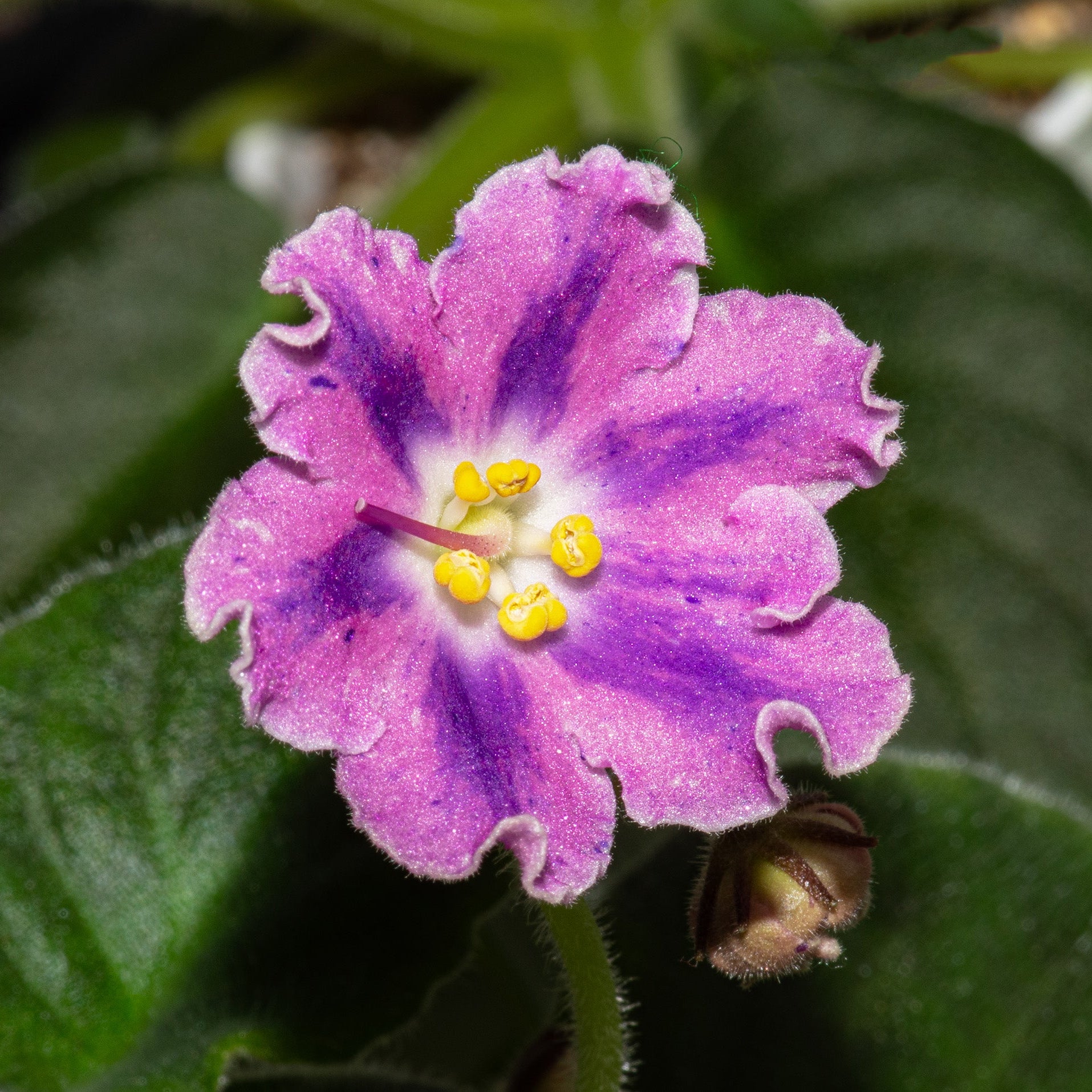 DS-Pinka (Dimetris)