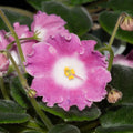 DS-Shining Bell pink sport