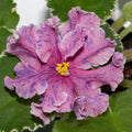 VaT- Fantastic Elegance (T. Valkova)