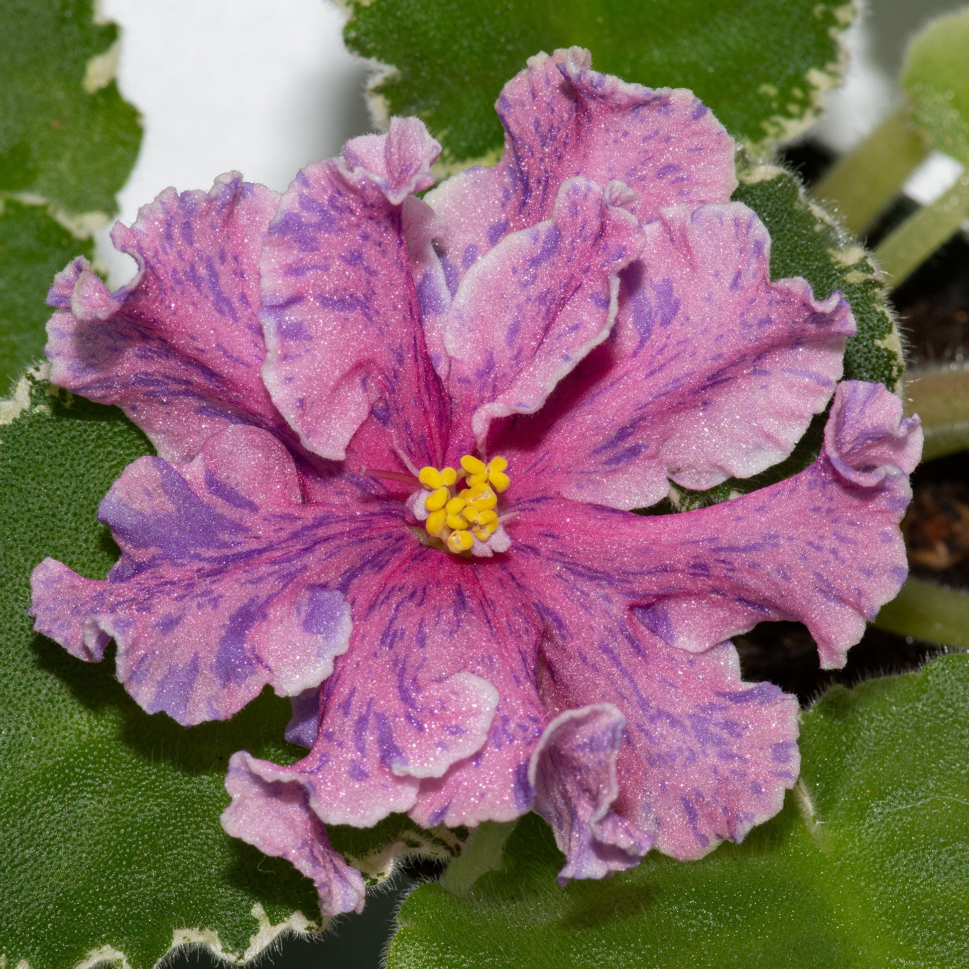 VaT- Fantastic Elegance (T. Valkova)