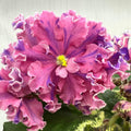 VaT- Fantastic Elegance (T. Valkova)