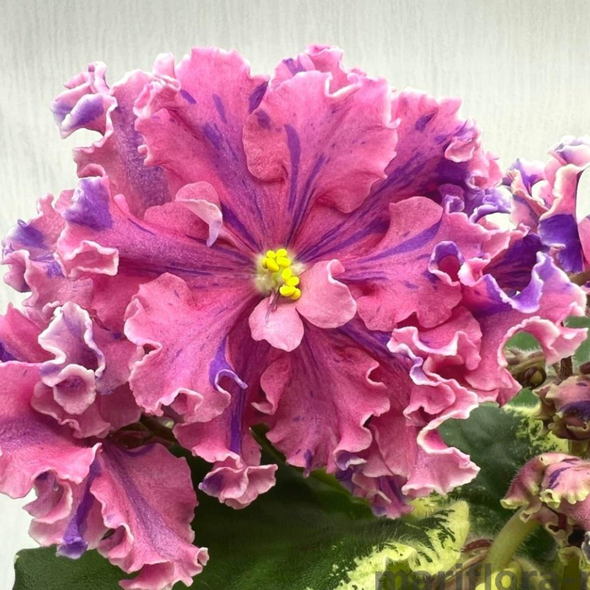 VaT- Fantastic Elegance (T. Valkova)