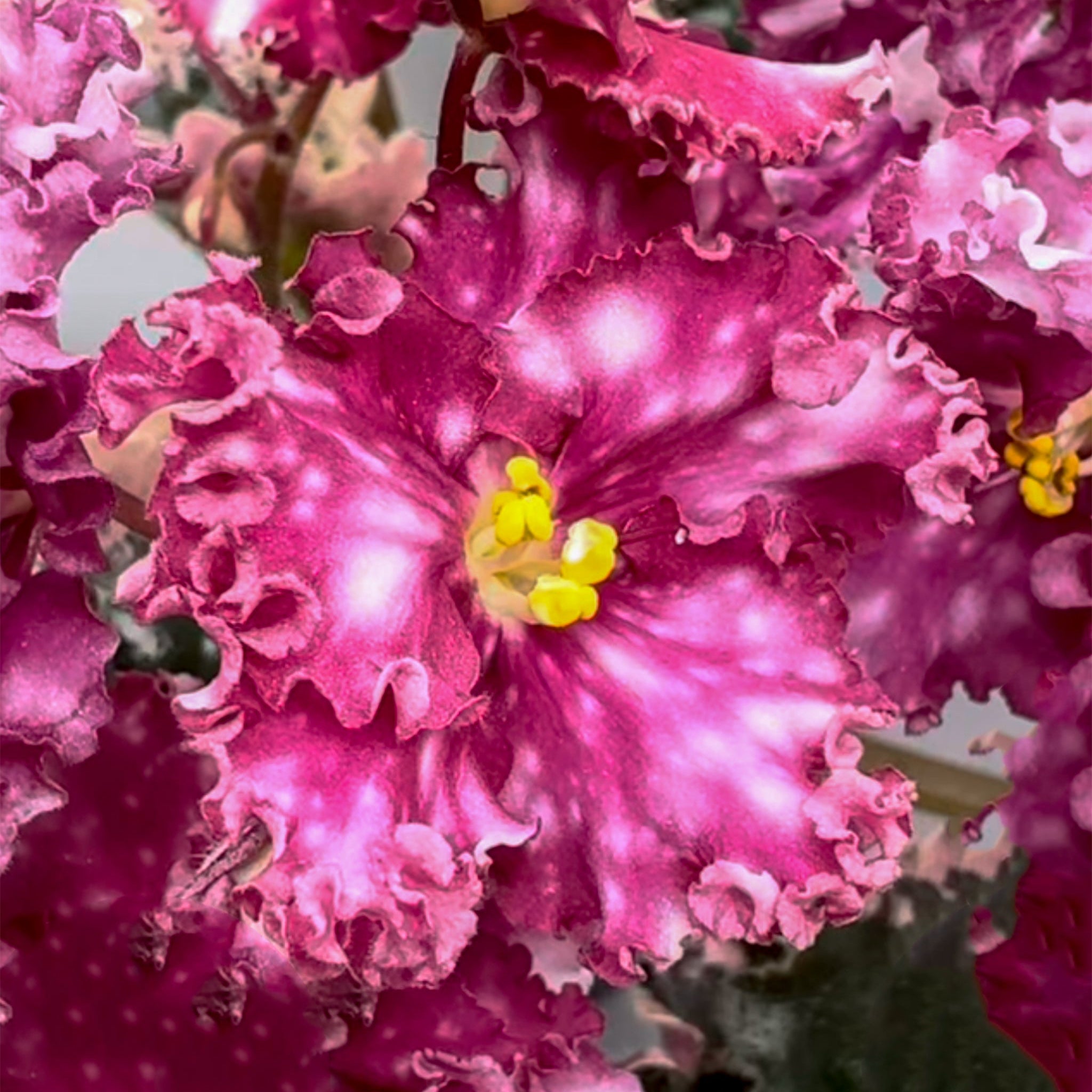 Rivermist Flamenko (J. Baker)