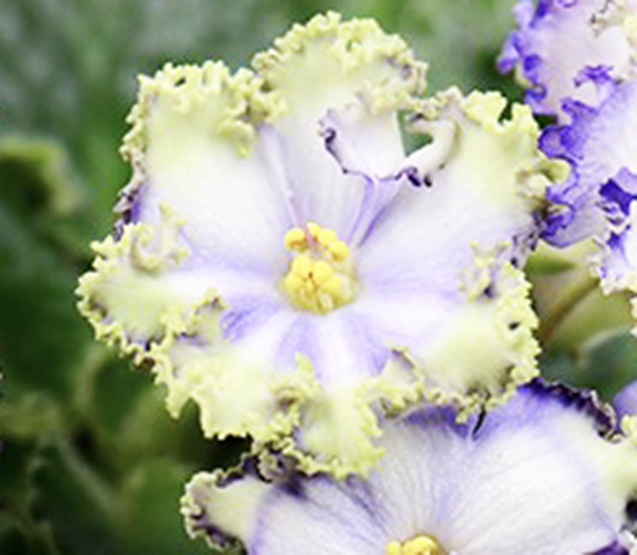 NK-Forever Young (N. Kozak)