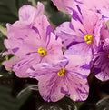 Geyser of Color (Lyndon Lyon Greenhouses)