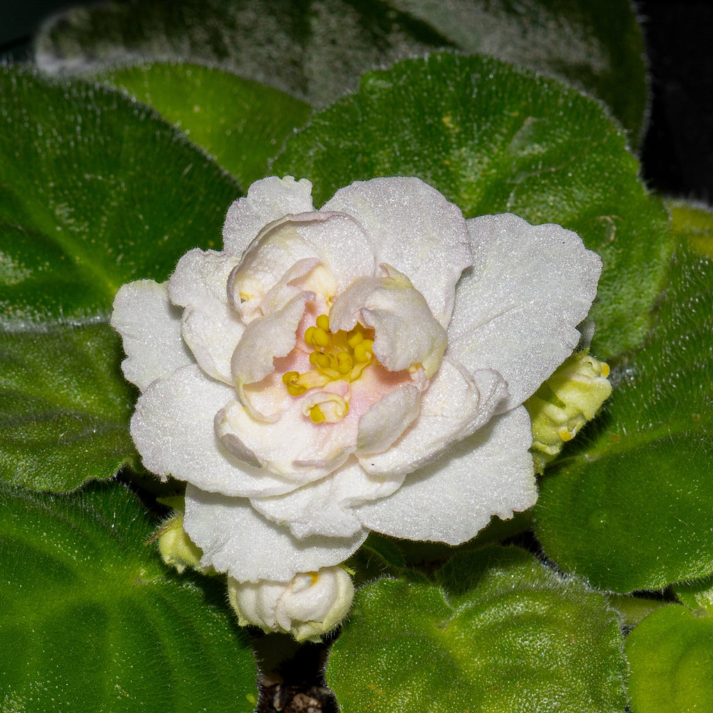 LE-Zolotaya Lilia/LE-Golden Lily (E.Lebetskaya)