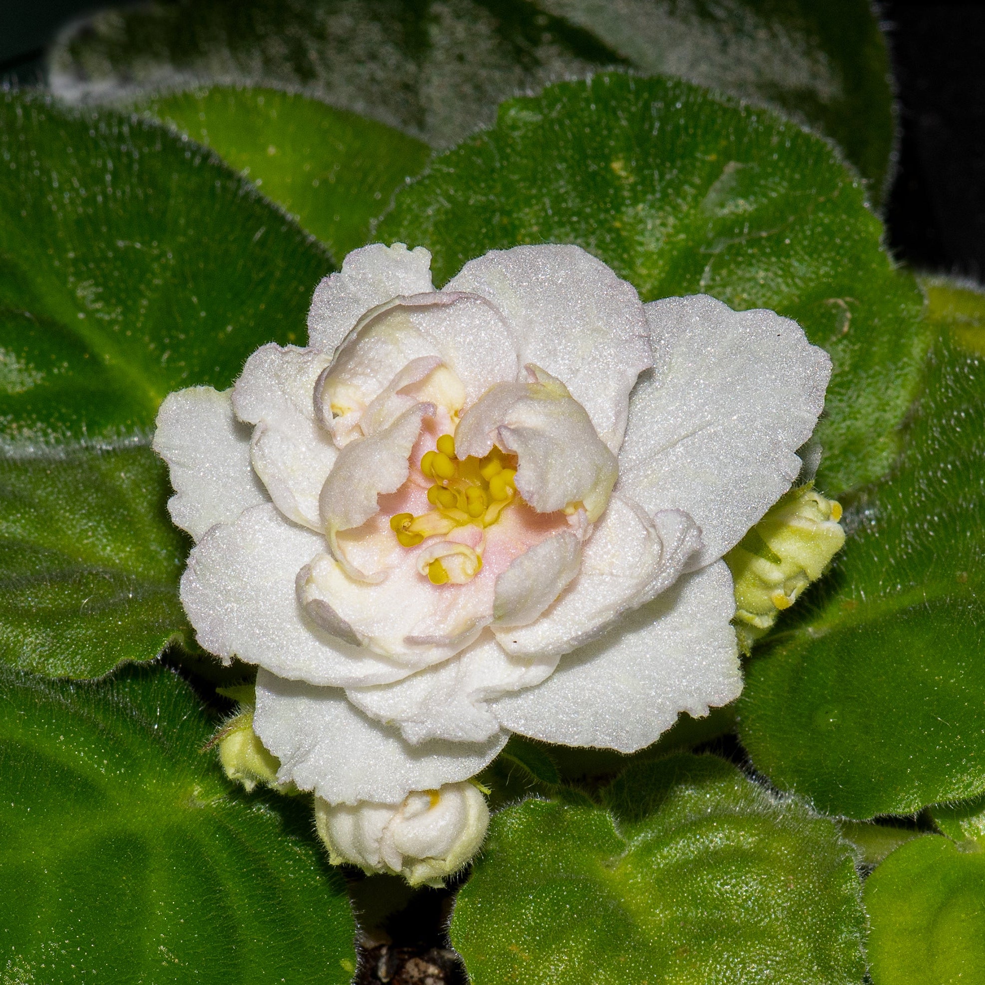 LE-Zolotaya Lilia/LE-Golden Lily (E.Lebetskaya)
