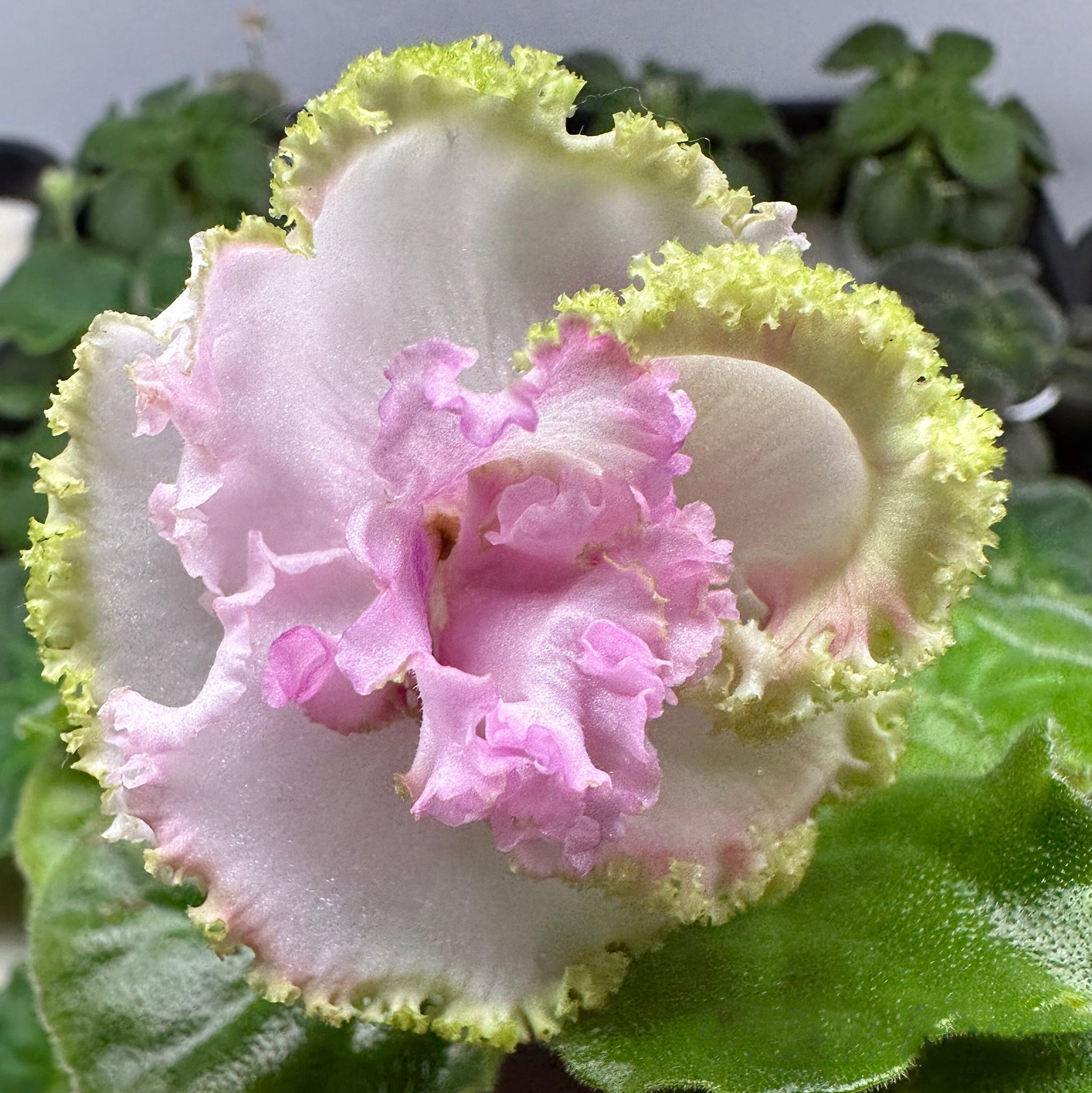 LE-Green Rose (E. Lebetskaya)