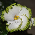 Grinya (T. Dadoyan)