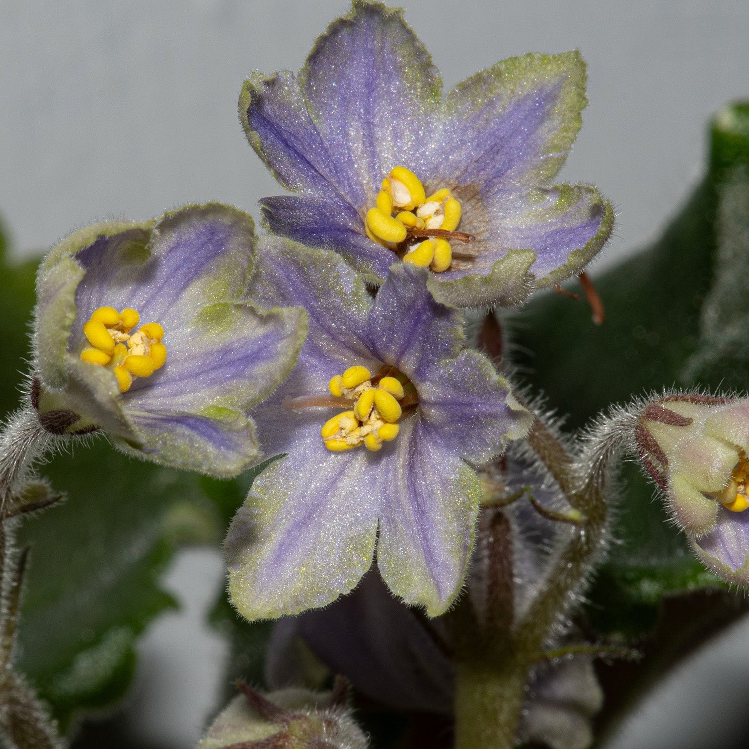 LE-Sapfira/LE-Sapphire (E. Lebetskaya)