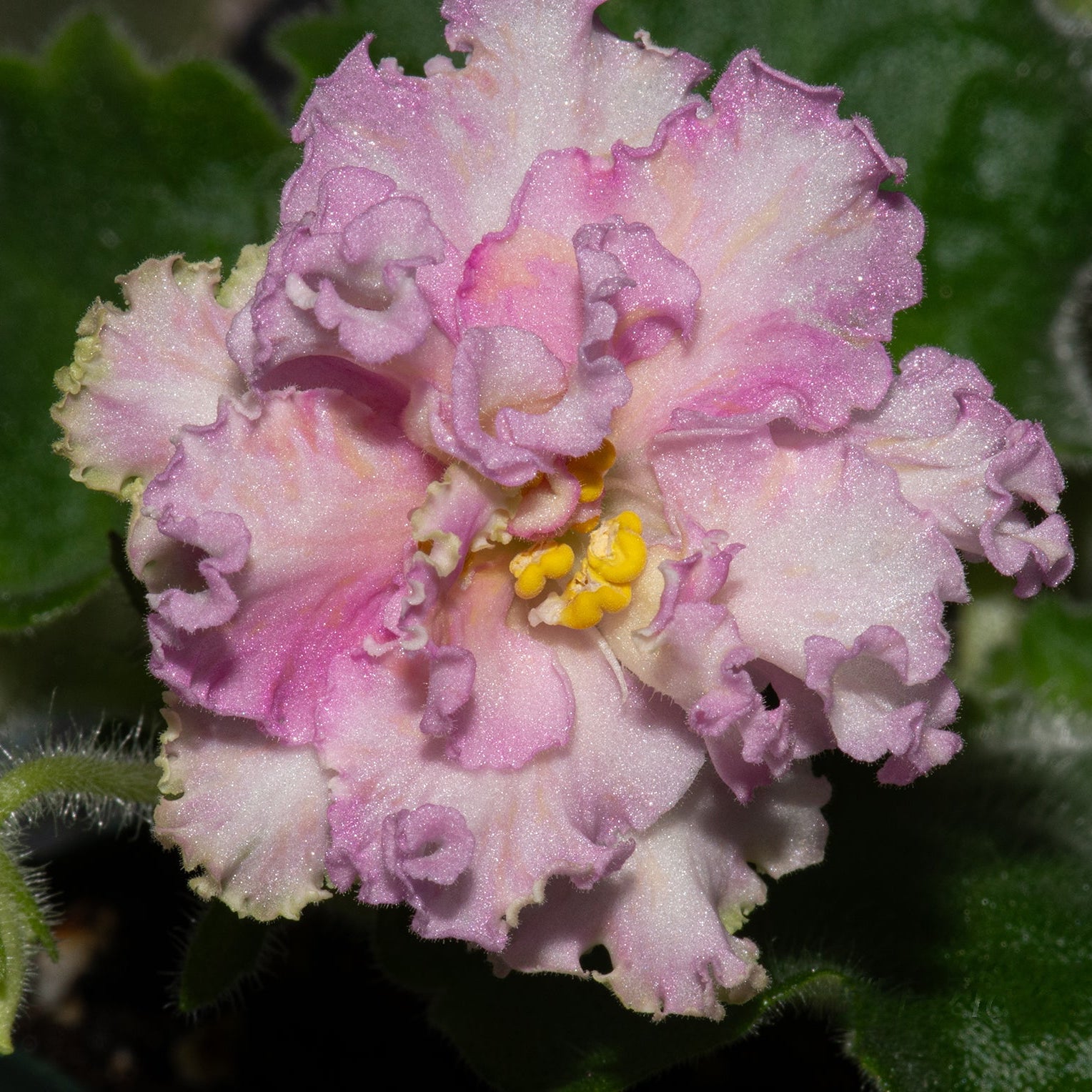 AV-Zlato Skifov/AV-Gold of Scythians (Fialkovod)