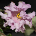 DN-Macabeo pink sport (D. Denisenko)