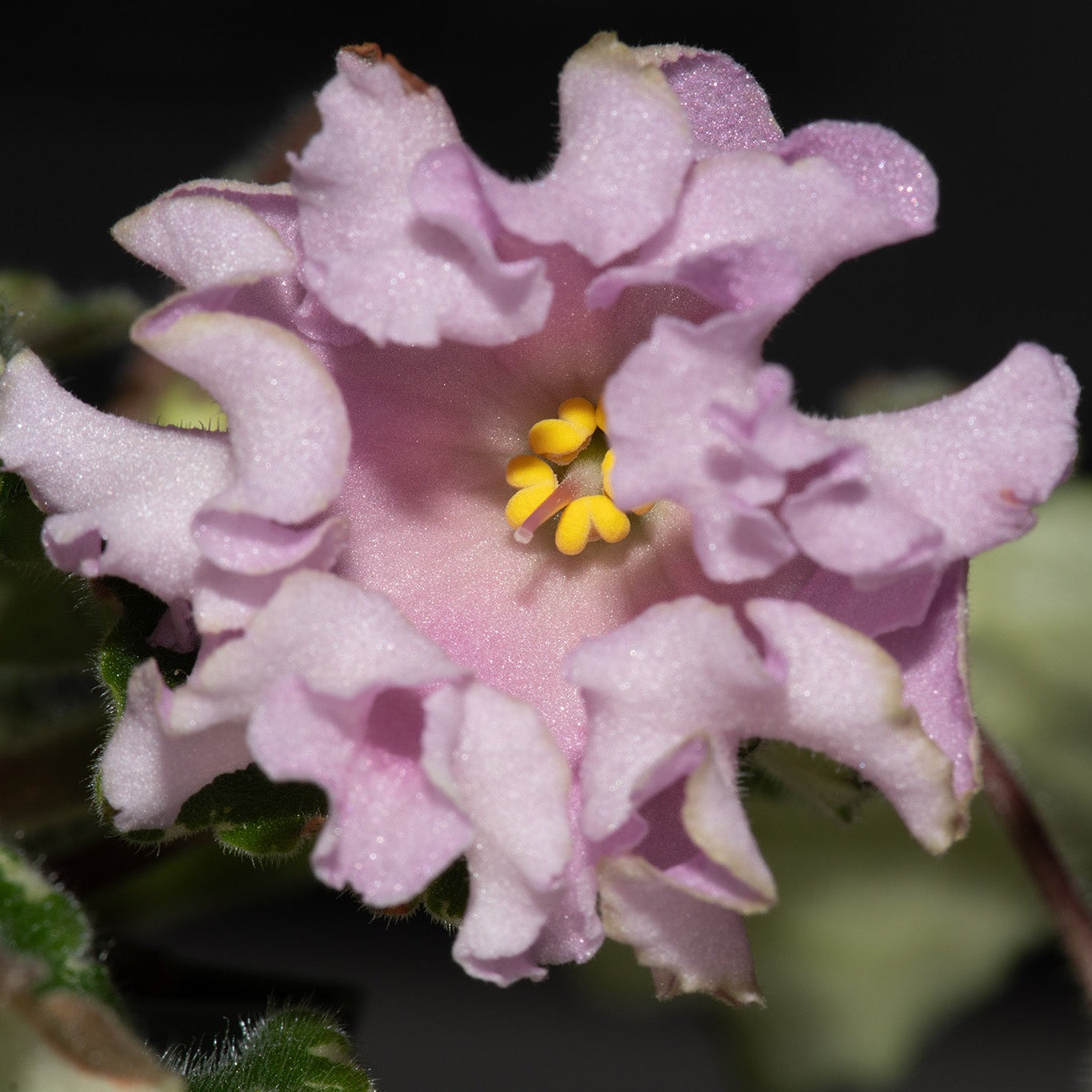 DN-Macabeo pink sport (D. Denisenko)