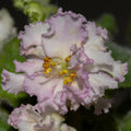 Ma’s Glass Slipper  ( O. Robinson/Violet Barn)