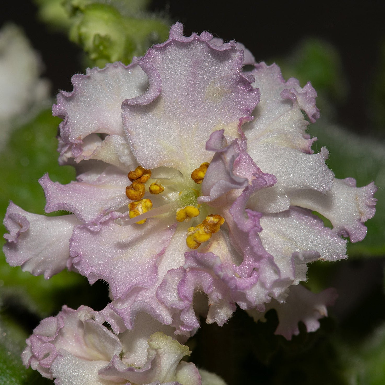 Ma’s Glass Slipper  ( O. Robinson/Violet Barn)