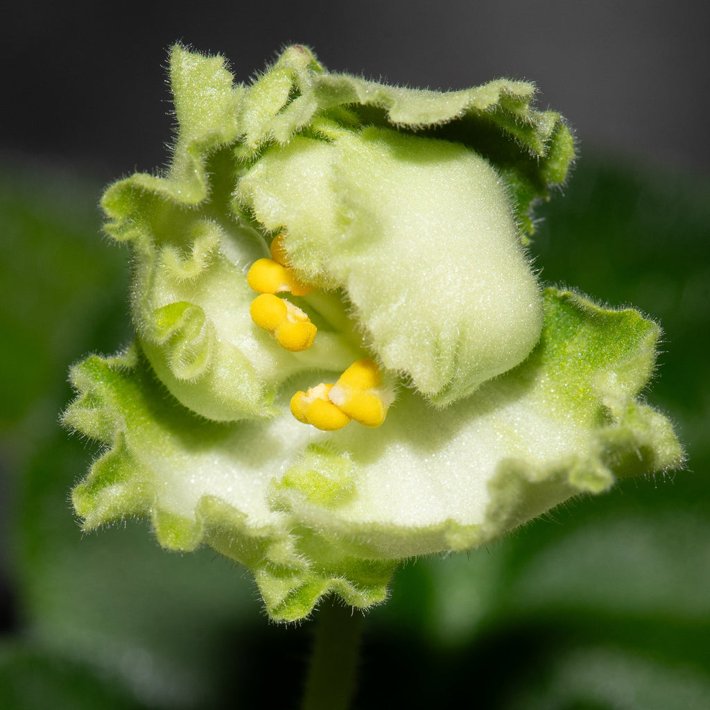 LE-Mojito (E. Lebetskaya)