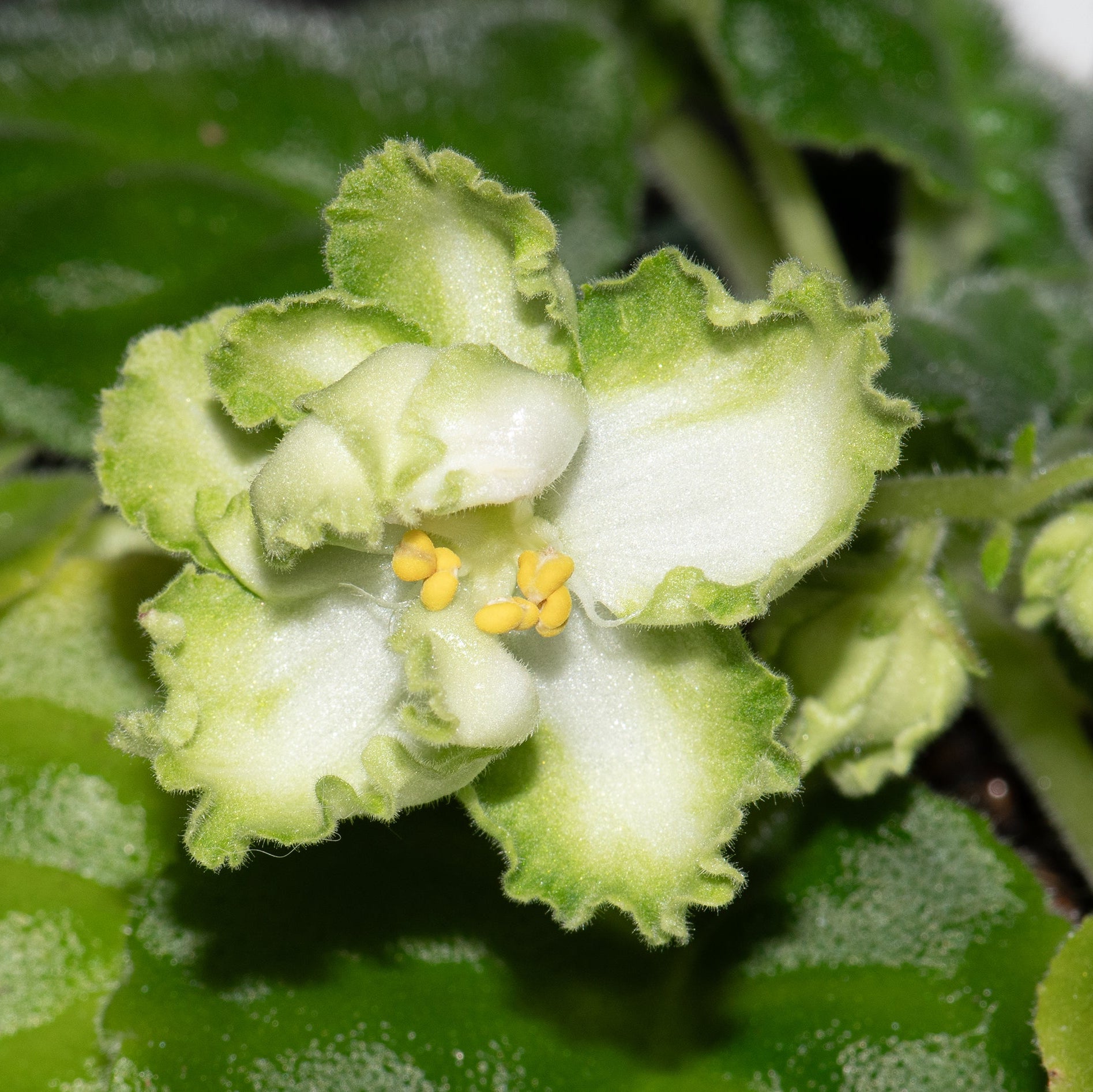 LE-Mojito (E. Lebetskaya)