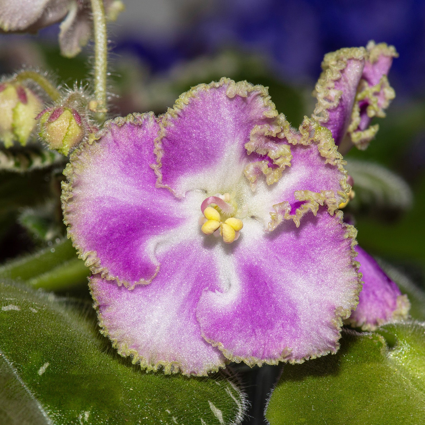N-Kaprizulia/N-Capricious Baby (N. Berdnikova)