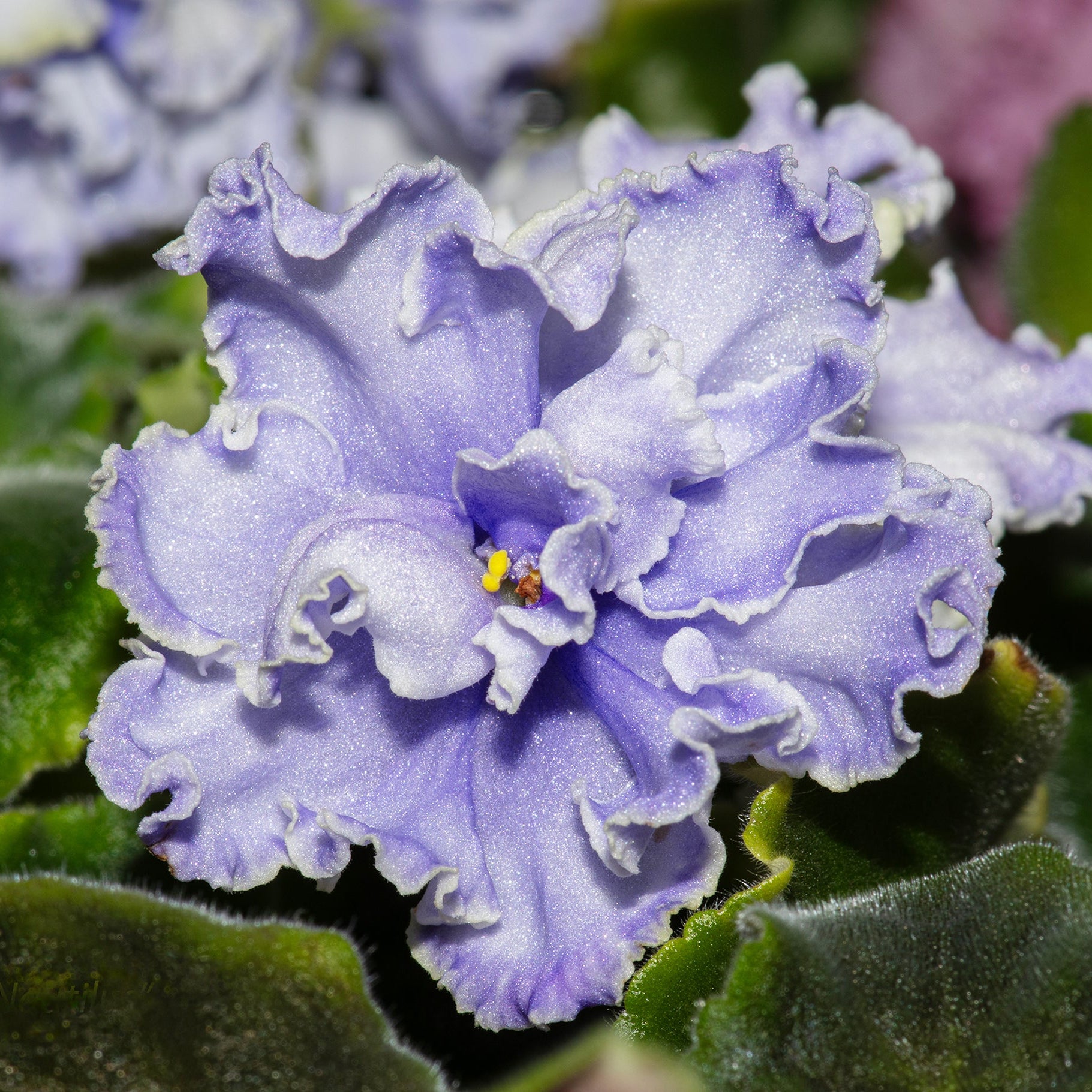 EK-Nautilus (E. Korshunova)